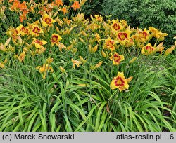 Hemerocallis ×hybrida Circles and Stripes