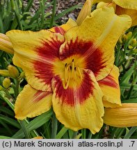 Hemerocallis ×hybrida Circles and Stripes
