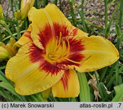 Hemerocallis ×hybrida Circles and Stripes