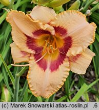 Hemerocallis ×hybrida Rotmistrz Witold Pilecki
