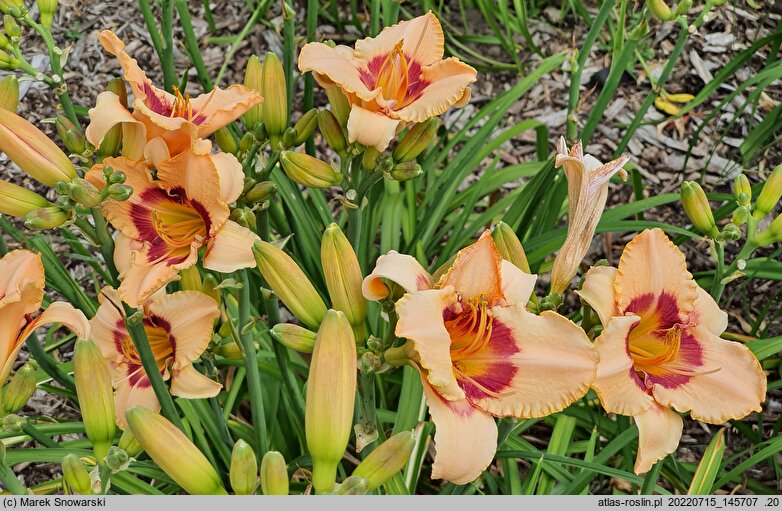 Hemerocallis ×hybrida Rotmistrz Witold Pilecki