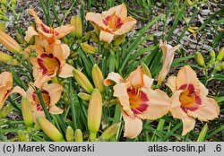 Hemerocallis ×hybrida Rotmistrz Witold Pilecki