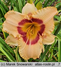 Hemerocallis ×hybrida Rotmistrz Witold Pilecki