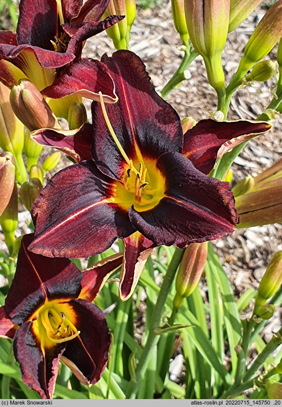 Hemerocallis ×hybrida Adwent