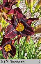Hemerocallis ×hybrida Adwent