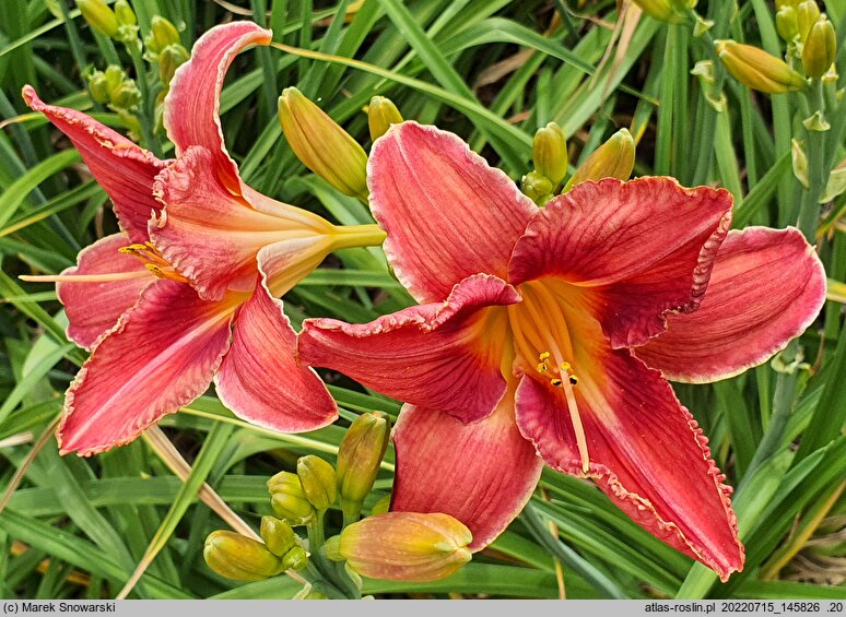 Hemerocallis ×hybrida Śpiący Kotek