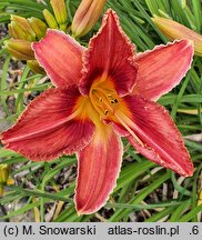 Hemerocallis ×hybrida Śpiący Kotek