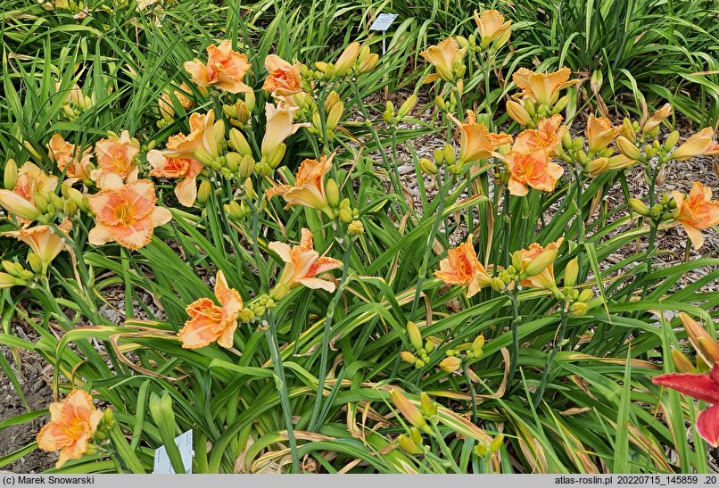 Hemerocallis ×hybrida Klips