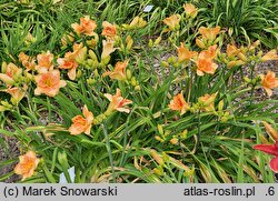 Hemerocallis ×hybrida Klips