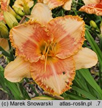 Hemerocallis ×hybrida Klips