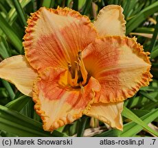 Hemerocallis ×hybrida Klips