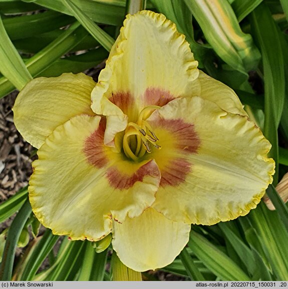 Hemerocallis ×hybrida Wersal