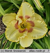 Hemerocallis ×hybrida Wersal