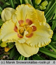 Hemerocallis ×hybrida Wersal