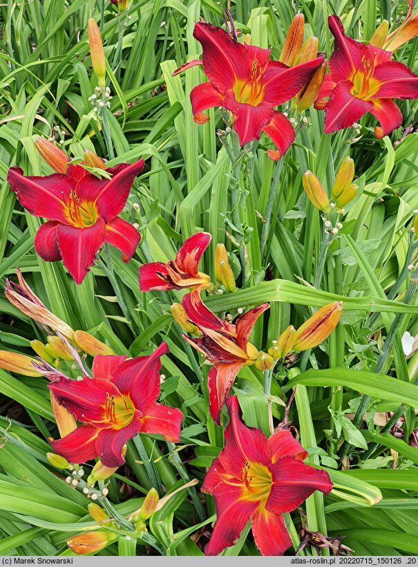 Hemerocallis ×hybrida Radosny Buziak