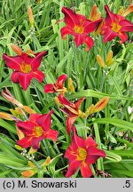 Hemerocallis ×hybrida Radosny Buziak