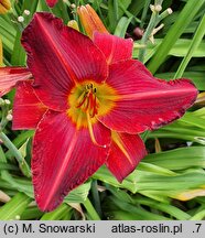 Hemerocallis ×hybrida Radosny Buziak