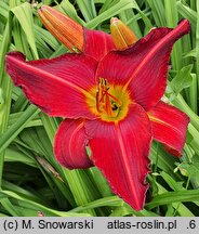Hemerocallis ×hybrida Radosny Buziak