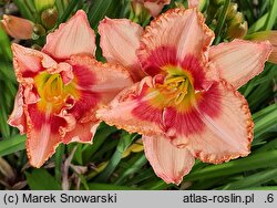Hemerocallis ×hybrida Sudetic Pink Balet
