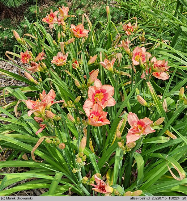 Hemerocallis ×hybrida Sudetic Pink Balet