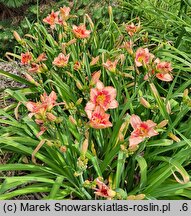 Hemerocallis ×hybrida Sudetic Pink Balet