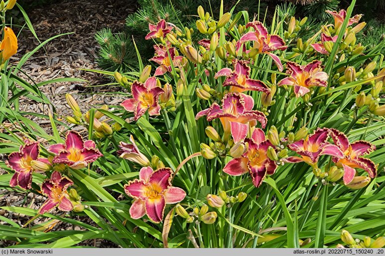 Hemerocallis ×hybrida Kres Czasu