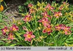 Hemerocallis ×hybrida Kres Czasu