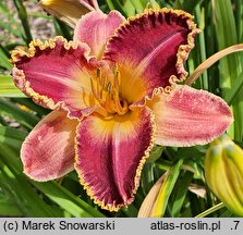 Hemerocallis ×hybrida Kres Czasu