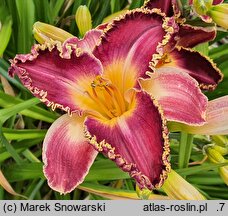 Hemerocallis ×hybrida Kres Czasu