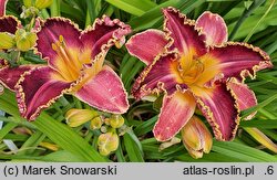 Hemerocallis ×hybrida Kres Czasu