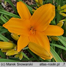 Hemerocallis ×hybrida Lublin