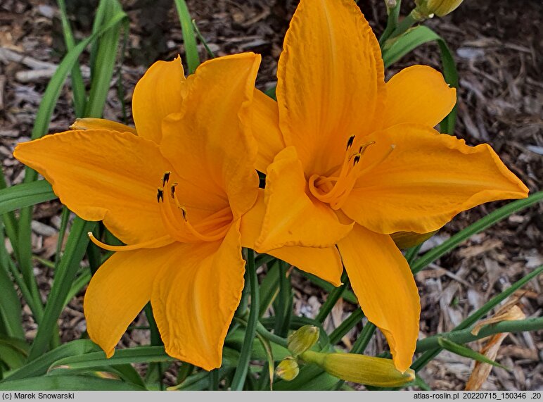 Hemerocallis ×hybrida Lublin
