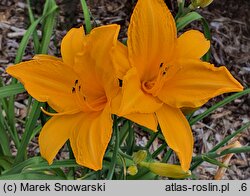 Hemerocallis ×hybrida Lublin