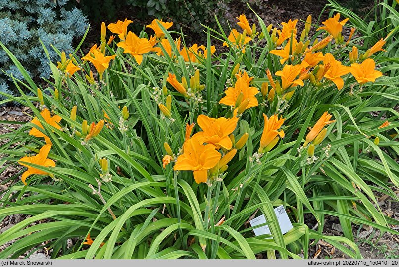 Hemerocallis ×hybrida Chopin