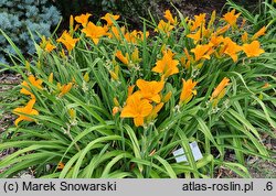 Hemerocallis ×hybrida Chopin