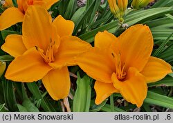 Hemerocallis ×hybrida Chopin