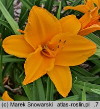 Hemerocallis ×hybrida Chopin