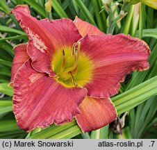 Hemerocallis ×hybrida Brewiarz