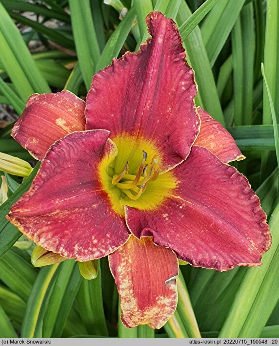 Hemerocallis ×hybrida Brewiarz