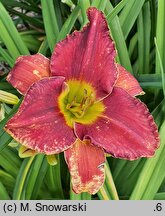 Hemerocallis ×hybrida Brewiarz