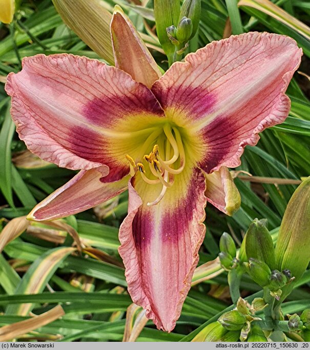 Hemerocallis ×hybrida Jeremi Wiśniowiecki