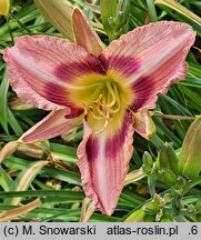 Hemerocallis ×hybrida Jeremi Wiśniowiecki