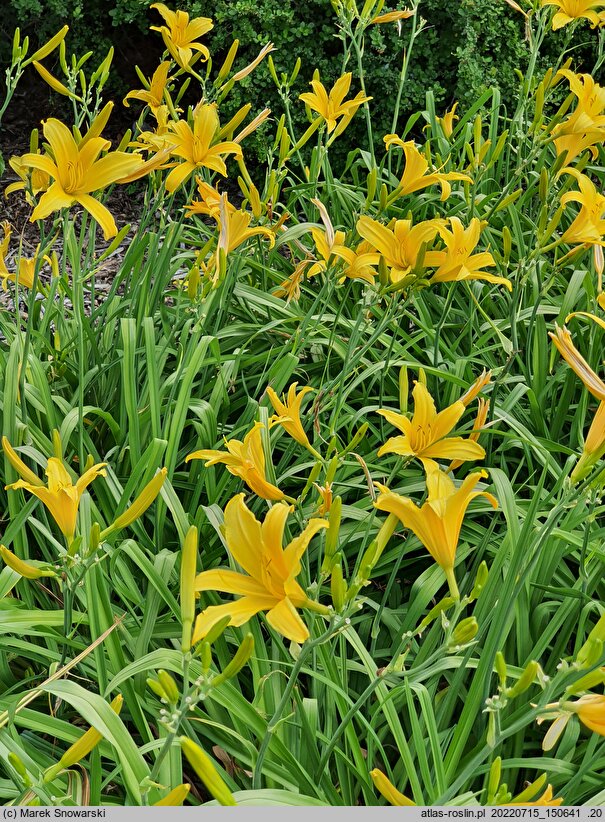 Hemerocallis ×hybrida Małgorzata