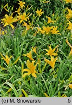 Hemerocallis ×hybrida Małgorzata