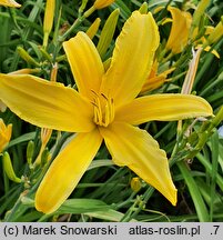 Hemerocallis ×hybrida Małgorzata