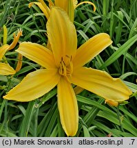 Hemerocallis ×hybrida Małgorzata