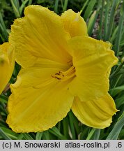 Hemerocallis ×hybrida Koniaków