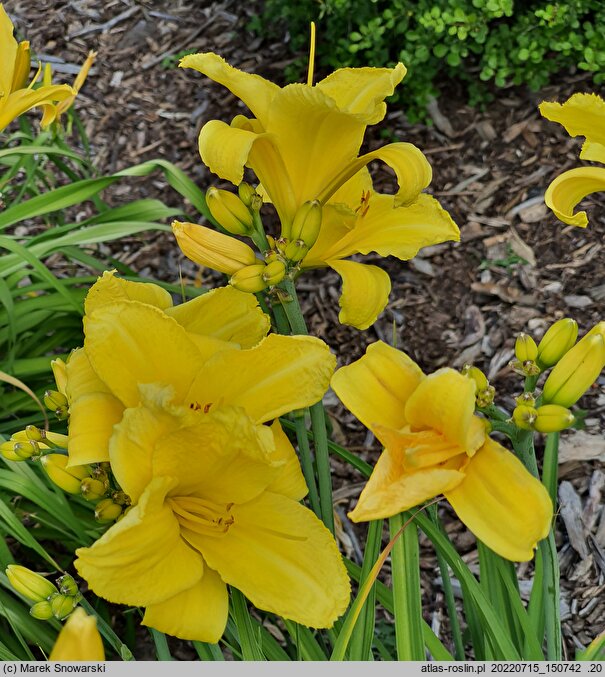 Hemerocallis ×hybrida Koniaków