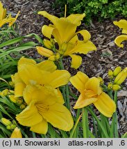 Hemerocallis ×hybrida Koniaków