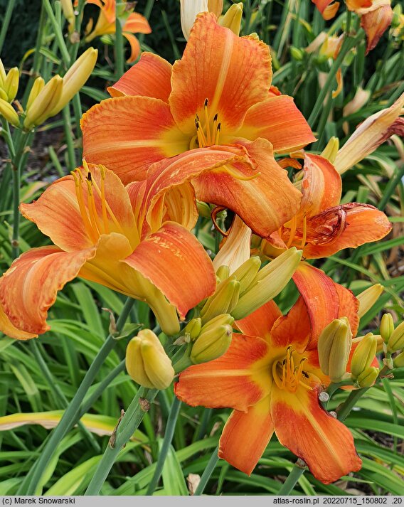 Hemerocallis ×hybrida Janina